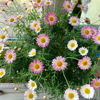 ���Ժ�������֮һ������2��������سɹ�����