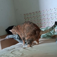 �ܽ�����һֻè