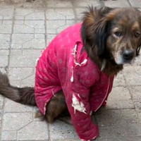 ��һ�����Ҵ������ϼҵ��ˣ��Ѿ������޷���