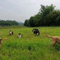 �����ڼҸ�˭�����ÿ�궼��һȺ����������ʲô���飿