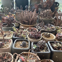 ����������������������ڻָ�������