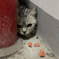 ������Сè����˼�����ĸθ�