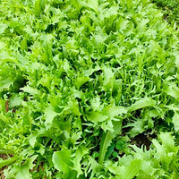 �ݺ��ֲ� ������