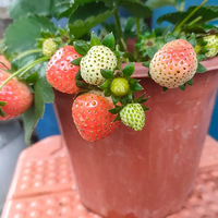 ��ҫһ���ҵĲ�ݮ