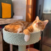 ɹ̫������è����ů������