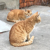 ���ϼ�����һ��û���ƵĴ�ɫ��è