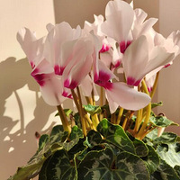 �����ֺ������ɿ����������Ƽ�