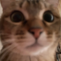 ��һ�κ�Сè��һ����Ĵ���