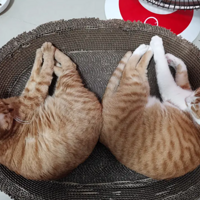 �ҵ�èè�ð��Գư�