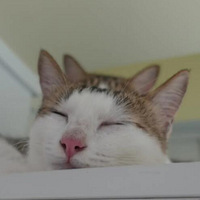 èèͷ������