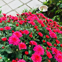 ɹɹ�ھӼҵ����