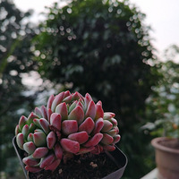 �»����⡫��ͷ��ƻ������һ���