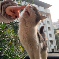 �����ɤС�������ڷ�Ʊ