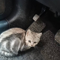 ��ȥ�Ը�����ͻȻ�ֶ���һֻ��