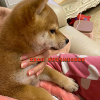 �����ֵ�Ҿ����е��