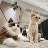 ����ֻè���լ�Ұ칫���