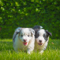 С�ڡ�С�ҳɳ���¼