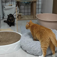 ԭס����϶�