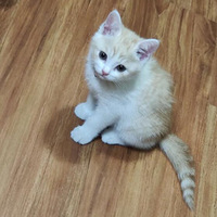 �ɰ�С�ٻ������������