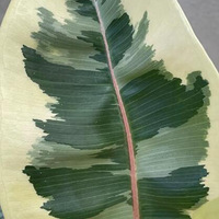 ����б���Ƥ������