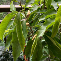 ��̻��ֻ����ˣ��⻨�ǲ���Ҫ����������