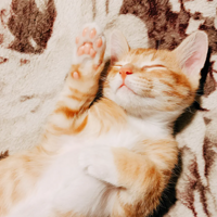 ����Ͱ�Ա߼񵽵ı�������