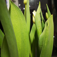 �ҵ���Щ�����ݲ�֮һ������һ�衰�����򡱣�