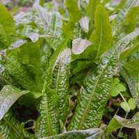 �ڶ������ػ�һ����԰С��أ�������Щ�����ֵ�ʱ�⡣