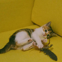 ��һ������ĳɳ�����