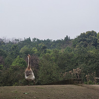 óȥ