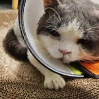 ������һֻ���ɼ���С����