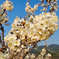 ����ů��