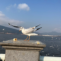 ˫