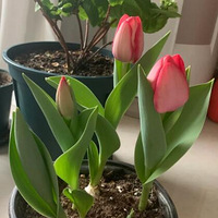 ��Ҳɹɹ�տ���������