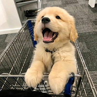 ������С��ë�ϼ�����Ӧ����ǧ��Ҫ����ò���