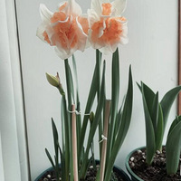 �ֳ�����������������ȫһ�µ���ˮ��