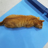 ����˵��è������Ϊʲô��ֻƫҪ��������