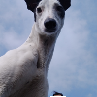 ��羣�ϸ����