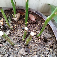 �벻��֪�����л��ܲ���Ǥ��ɻ