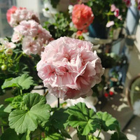 ��ϲ�����ÿ����ʺ�������