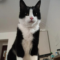 ��è����֮������ҵƪ