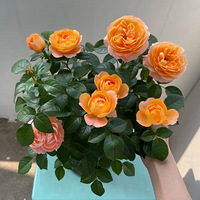 ��������¼���������