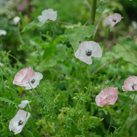 ѩ�������� �����໽�