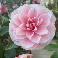 ��Ҳ��ɹɹ�ҼҵĲ軨