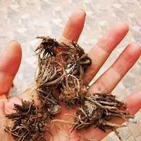 ��ëݢ��������