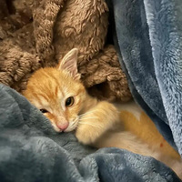 ��èƤ����������