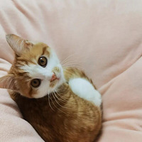 С������Ƕ�����Ͷ̥�ɣ����ǵ�Ҳ��������