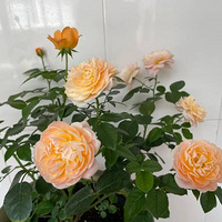 �Դӿ�ʼ���¼���ÿ�����һ��������Ԥ����ϰ��