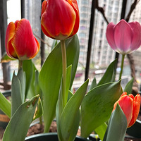 ������ɳ���