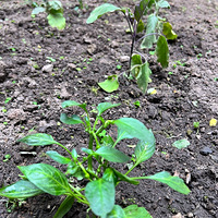 С��԰���յĹ����Ǳ���ĸ���ֲˣ�